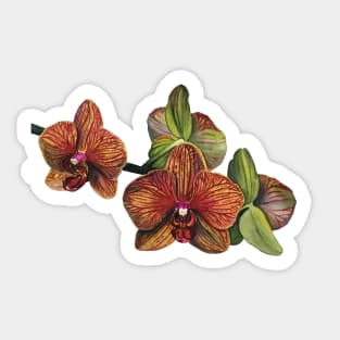 Orange and Yellow Orchid Sticker